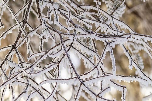 Alaska Close-up of frosted branches in winter Art Print by Jaynes Gallery